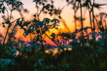 Wildflowers against an orange sky during sunset. Summer wildflowers in the light of the sun....
