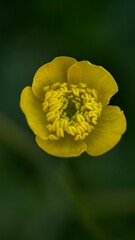 Obraz premium yellow flower