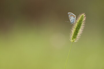una farfalla comune blu su una spiga