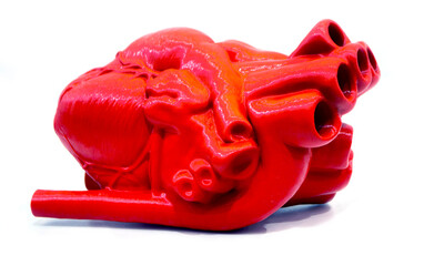 A prototype of a human heart 3D printed from molten red plastic. Model of a human heart printed on a 3D printer isolated on a white background. New modern additive 3D printing medical technologies