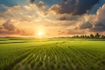 Obraz premium Paisagem de uma plantação de arroz ao entardecer, sob um céu adornado por nuvens intensas