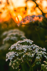 Wildflowers against an orange sky during sunset. Summer wildflowers in the light of the sun. Feeling of freedom and joy on a summer evening. Closeness to nature.
