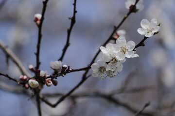 blooming tree