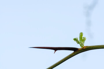 Thorns tree branch.