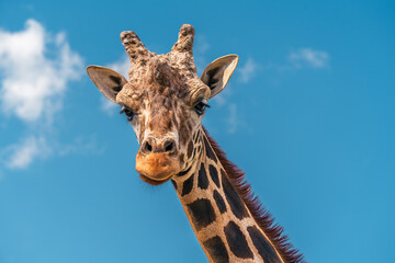 Gentle Giant: Portrait of a Giraffe