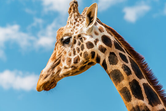 Gentle Giant: Portrait of a Giraffe