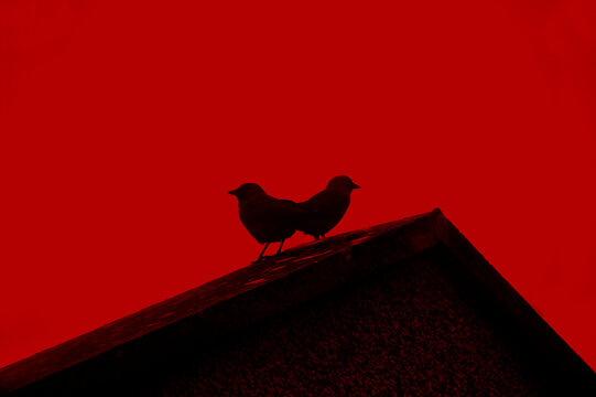 Two crows on a rooftop