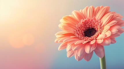 On background, a flower in bloom, adorably spectacular. A colorful greeting, it's an awesome sight to see. - obrazy, fototapety, plakaty