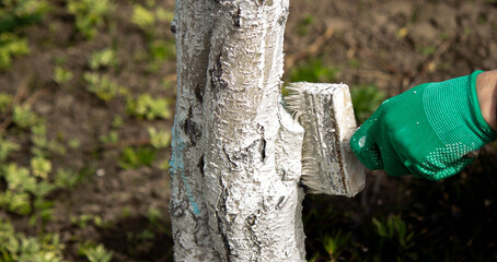 a man whitewashes trees in the garden in spring. Selective focus
