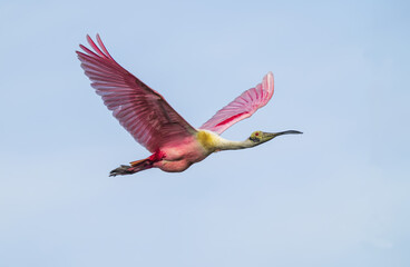 Bright Pink Roseate Spoonbill in flight with wings aloft