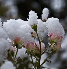 róże pod śniegiem