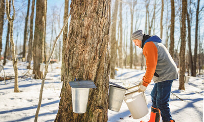 sugar shack, a maple farmer wearing a traditional clothe working take maple water - 777683529