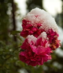 śnieg na kwiatku - obrazy, fototapety, plakaty
