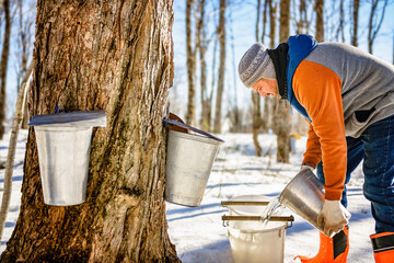 sugar shack, a maple farmer wearing a traditional clothe working take maple water - 777683590