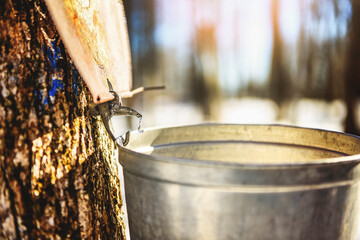 droplet of sap flowing from the maple tree into a pail to make pure maple syrup - 777683762