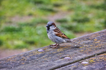 sparrow on a wooden table: close up