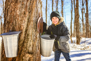 sugar shack, child having fun at mepla shack forest collect maple water - 777683931