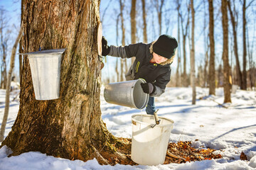 sugar shack, child having fun at mepla shack forest collect maple water - 777683960
