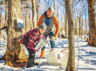 sugar shack, father and child having fun at mepla shack forest collect maple water - 777684117