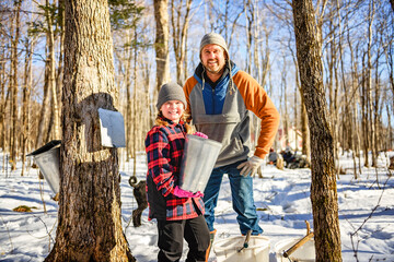 sugar shack, father and child having fun at mepla shack forest collect maple water - 777684154