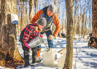 sugar shack, father and child having fun at mepla shack forest collect maple water - 777684159