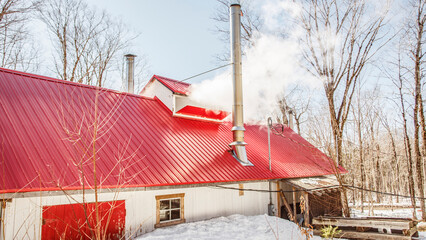 maple syrup sugar shack in forest on maple season