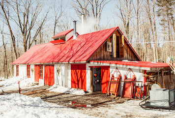 maple syrup sugar shack in forest on maple season