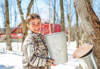 sugar shack, child having fun at maple shack forest collect maple water - 777684767