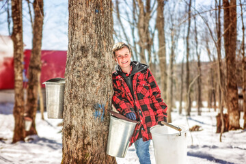 sugar shack, child having fun at maple shack forest collect maple water - 777685720