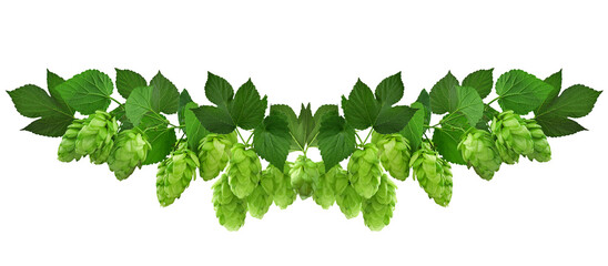 twig of hop isolated on transparent, png. Beer hops ingredient. Branch of fresh hops cones. Hops...