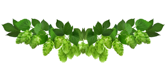 twig of hop isolated on transparent, png. Beer hops ingredient. Branch of fresh hops cones. Hops herb for medicinal herb