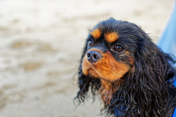 chien de race cavalier king charles