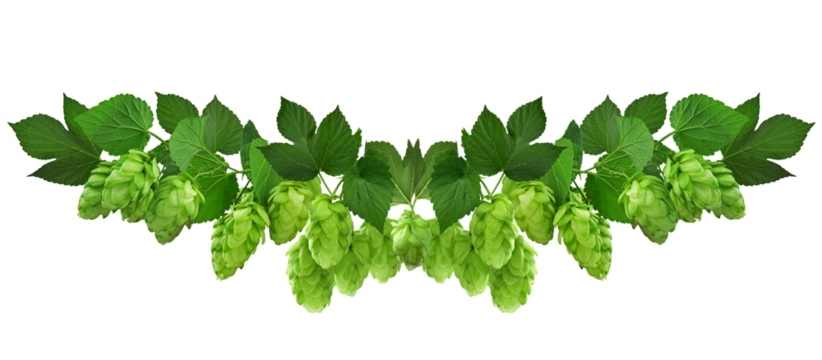 twig of hop isolated on transparent, png. Beer hops ingredient. Branch of fresh hops cones. Hops herb for medicinal herb
