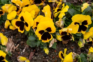 Fototapeten Colorful pansies or purple violets in spring awaken spring feelings and are a magnificent flower magic in the garden with yellow, pink, rose and violet as colorful flowers © FlorianSchultze
