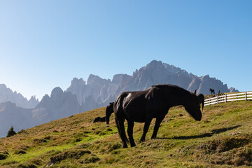 Herd of wild horses grazing on alpine meadow with scenic view of Sextner Rotwand, Sexten Dolomites,...