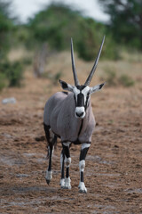 The national animal of Namibia, an Oryx antelope, stands facing forward in Namibia.
