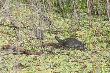 Turtle with head out in swamp