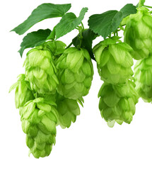 hop cones. Medical plant. Close-up of green ripe hop cones.on transparent, png. Hops cones. beer...