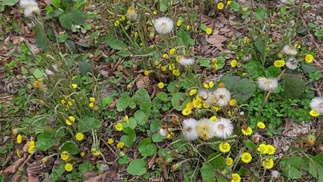 Coltsfoot in natural ambient, blooming (Tussilago farfara) - (4K)
