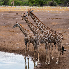 Three zebras of varying sizes standing side by side at a waterhole, viewed from the side.
