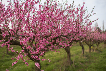 Beautiful peach orchard. There are pink flowers on the trees. There is green grass between the...