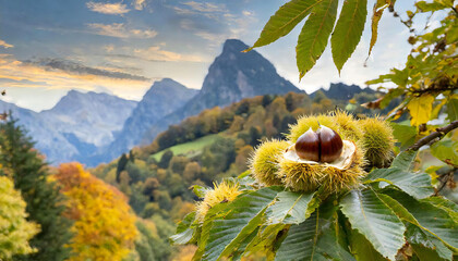 栗拾い。秋の風景。収穫の秋。栗の実。Picking chestnuts. Autumn landscape. autumn harvest. Chestnut fruit.