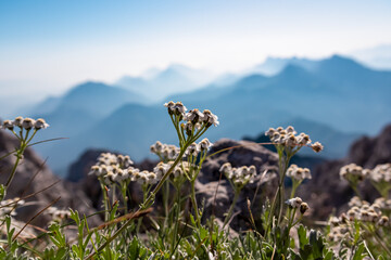 Wild flowers silvery yarrow with scenic view of Koschuta mountain range seen from summit...