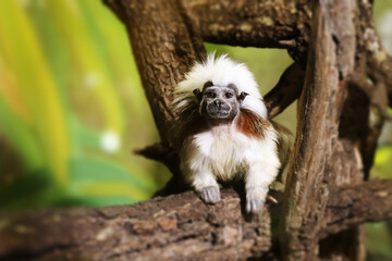 Naklejka premium Tamarin pinches also known as Saguinus oedipus.