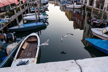 Fototapeta na wymiar Seagull with scenic view of canal Vena after sunset in charming town of Chioggia, Venetian Lagoon, Veneto, Italy. Small boats floating in calm water. Enchanting reflections create tranquil atmosphere