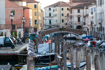 Seagull with scenic view of canal Vena after sunset in charming town of Chioggia, Venetian Lagoon,...