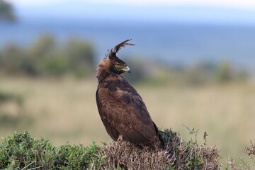 Closeup of red tailed hawk in Masai Mara National park