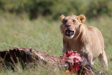 King lion eating his prey in Masai Mara National park