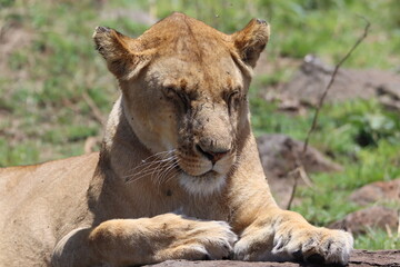 Portrait of a lioness resting in the grass