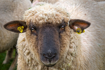 Beautiful portrait of a curious sheep with a pretty face
